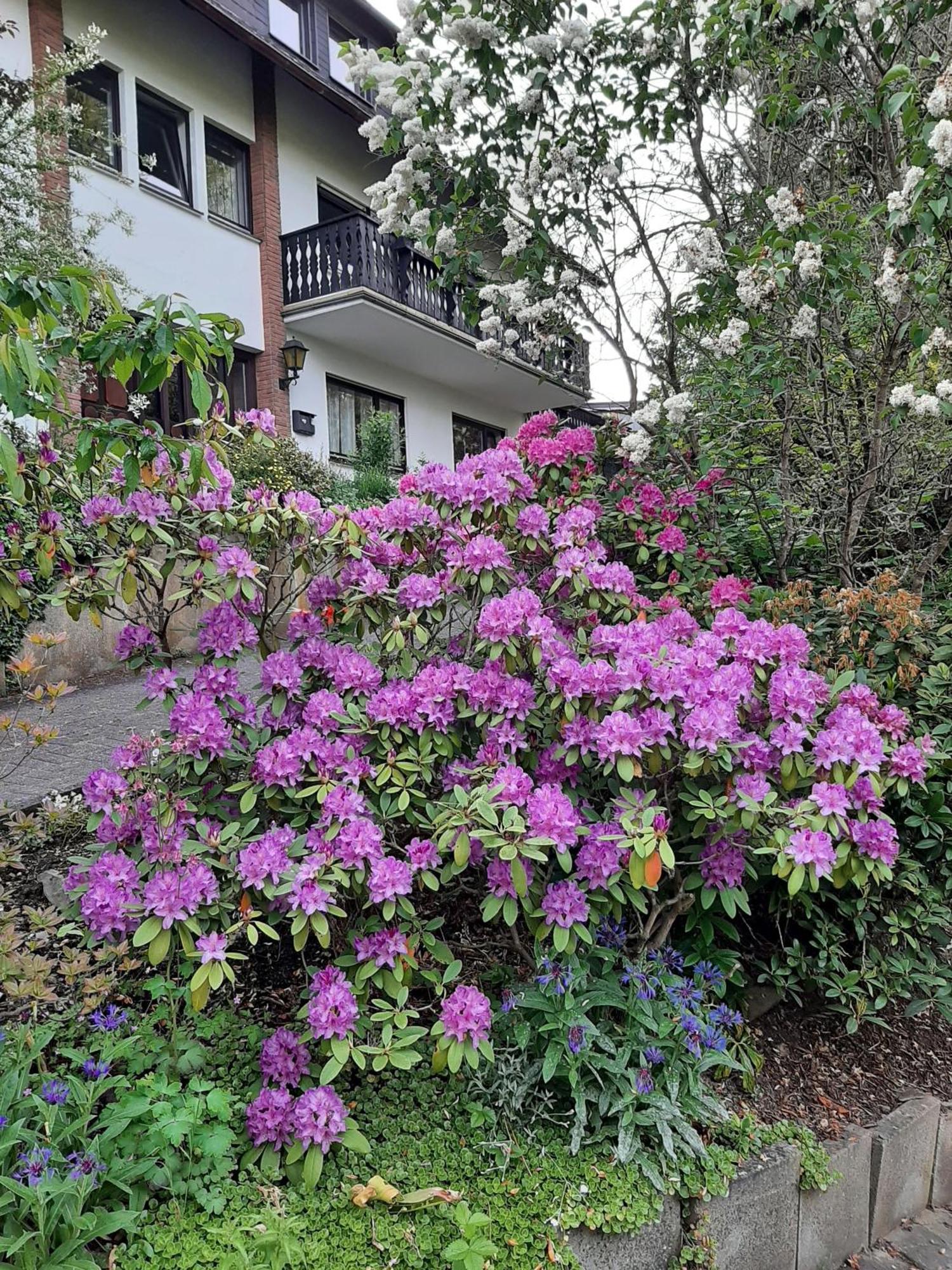 Ferienwohnung Bergblick Hallenberg Dış mekan fotoğraf